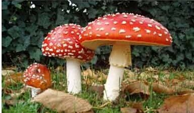 圖片關(guān)鍵詞 圖片關(guān)鍵詞