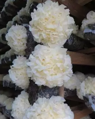 圖片關鍵詞 圖片關鍵詞