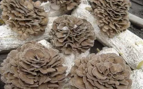 圖片關鍵詞 http://www.haobaoku.com/ewebeditor/uploadfile/20170914091445139001.png