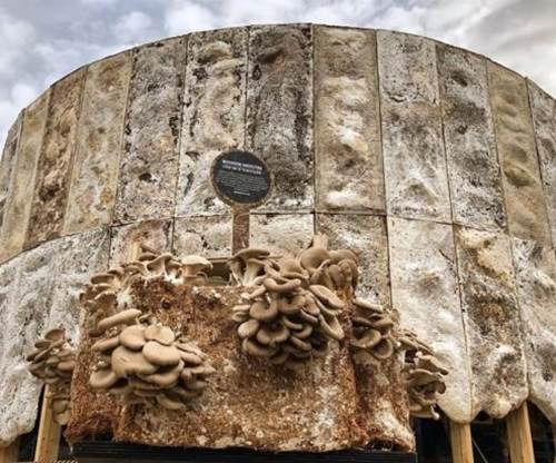 圖片關(guān)鍵詞 http://www.mushroommarket.net/file/upload/202002/12/09-05-29-74-283825.png