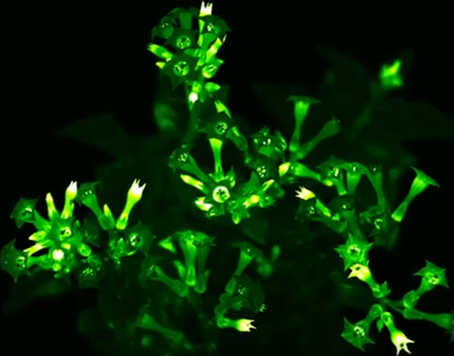 圖片關鍵詞 https://www.mushroommarket.net/file/upload/202005/07/14-28-44-33-283825.png