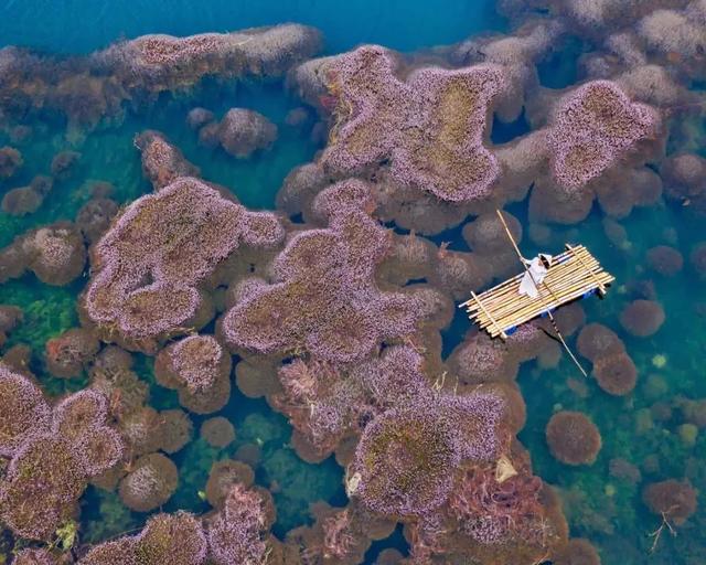 國家蘑菇地理：中國哪里的蘑菇最好吃？