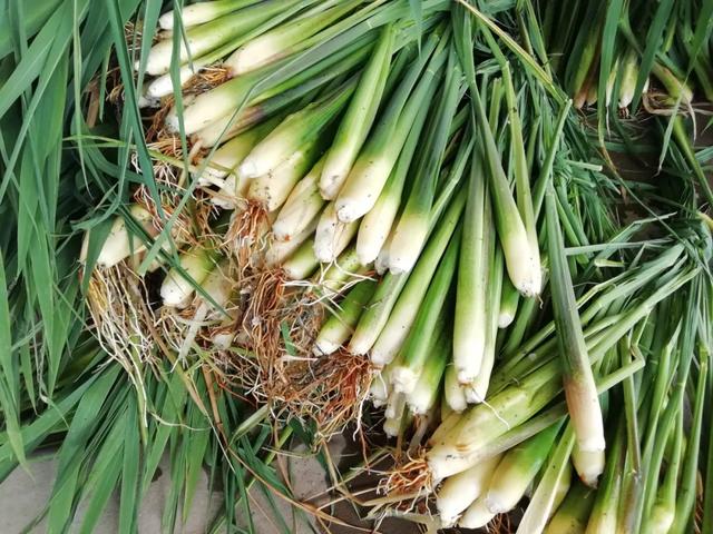 國家蘑菇地理：中國哪里的蘑菇最好吃？