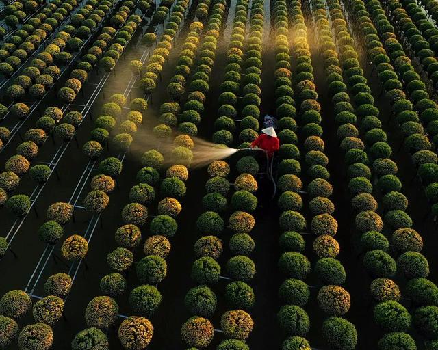 國家蘑菇地理：中國哪里的蘑菇最好吃？