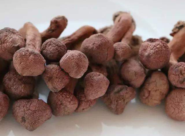 國家蘑菇地理：中國哪里的蘑菇最好吃？