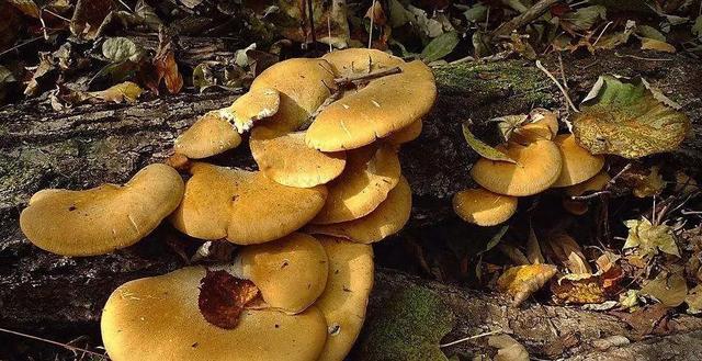 國家蘑菇地理：中國哪里的蘑菇最好吃？