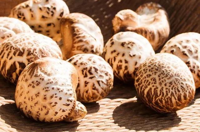 國家蘑菇地理：中國哪里的蘑菇最好吃？