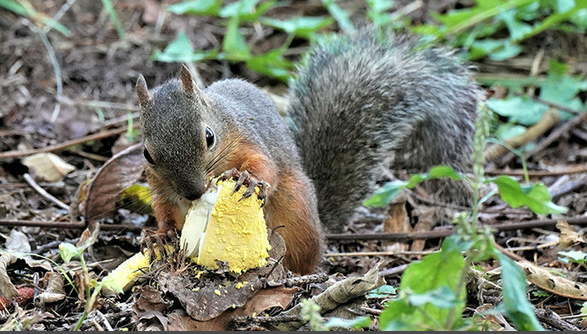 圖片關(guān)鍵詞 https://mmbiz.qpic.cn/sz_mmbiz_png/AzVKB4NHLf8ib1H6ojpAHpviaicV81cRUKbIKTVZW8nGJtXiaicQEuUO9AFic1928wQDVibGZwkALag4aibzwzut5ELQBQ/640?wx_fmt=png